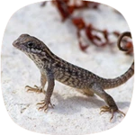 lizard sounds android application logo